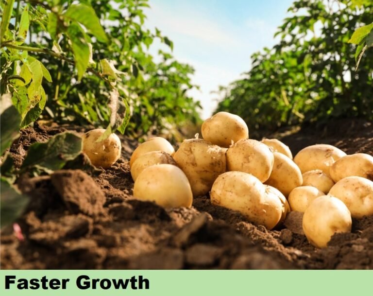 Effect-on-Potato-Faster-768x609 - Copy