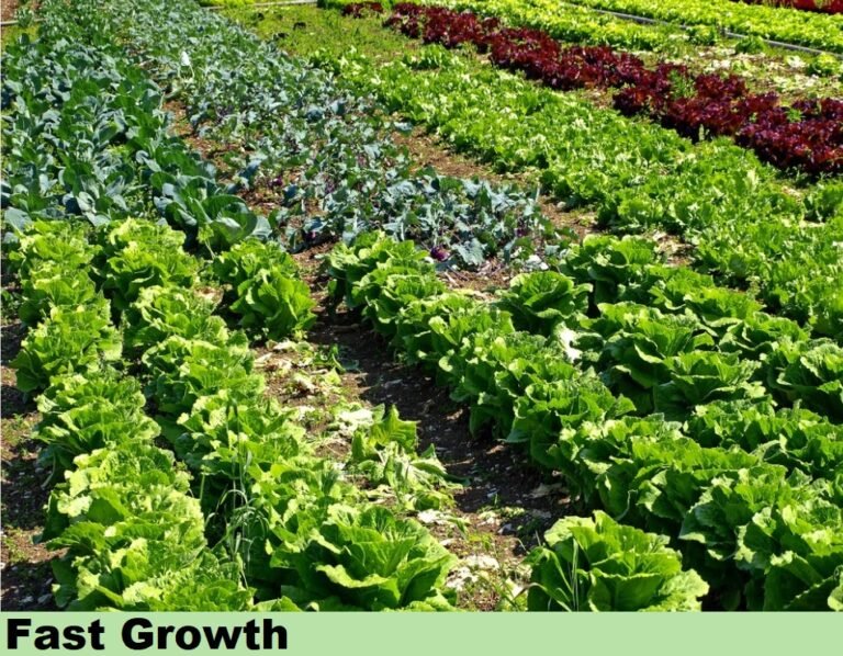 Effect-on-Vegitables-growth-768x598 - Copy