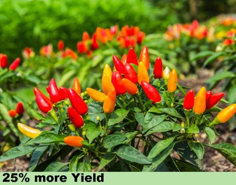 Effect-on-Vegitables-yield-768x603